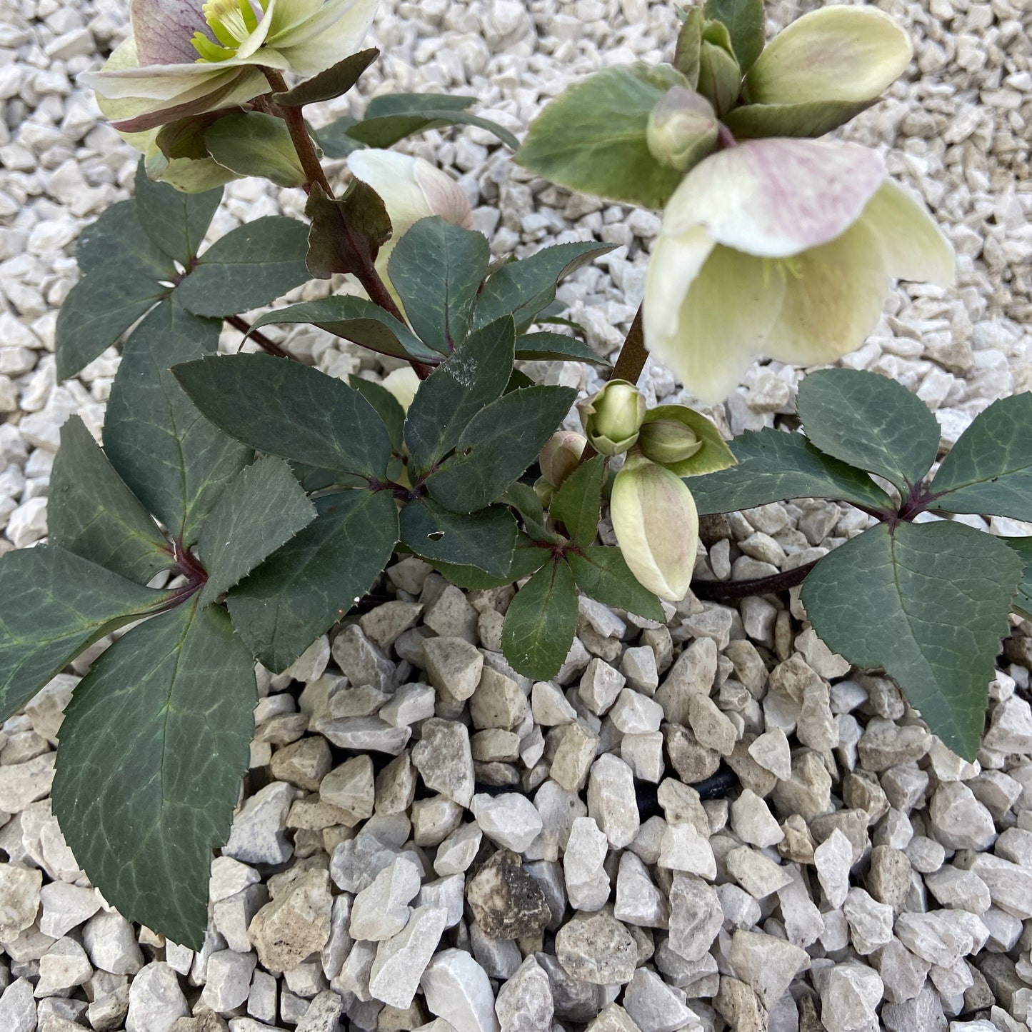 White Lime stone chip