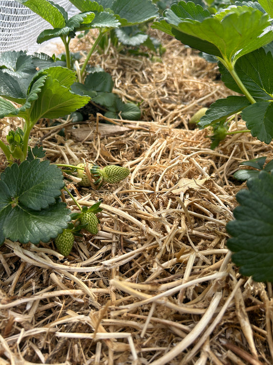 🍓 PEA STRAW -Now is a great time to add to your garden 🍓