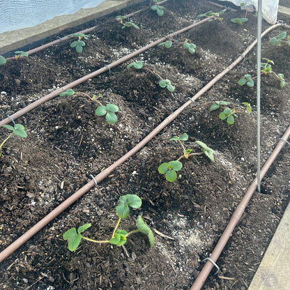 Strawberry Mix young plants