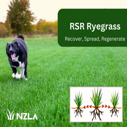 NZLA RSR Ryegrass (Recover, Spread, Regenerate Lawn Seed) - - - [5kg]