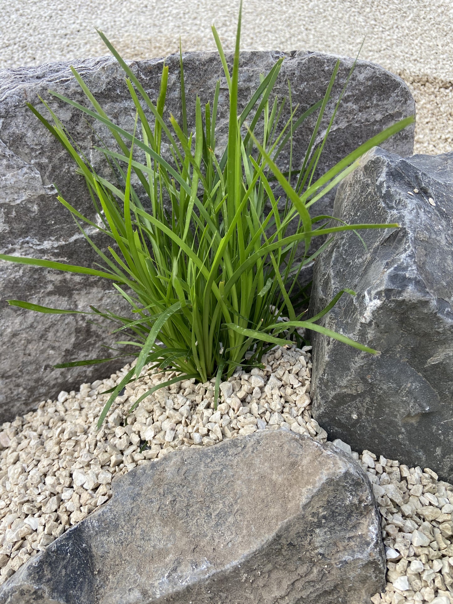 white lime with plants 10mm