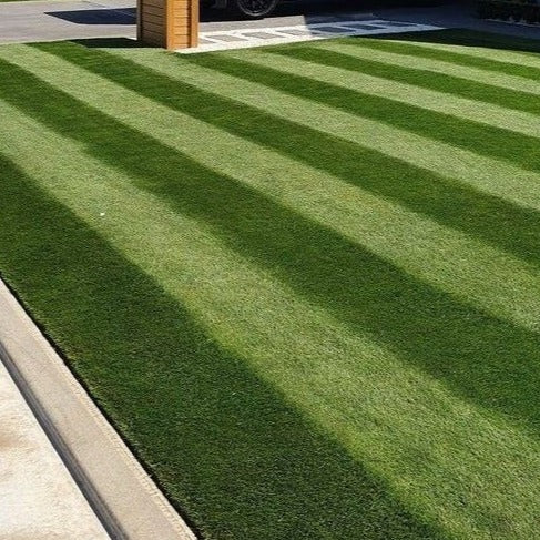 Fine Fescue Lawn