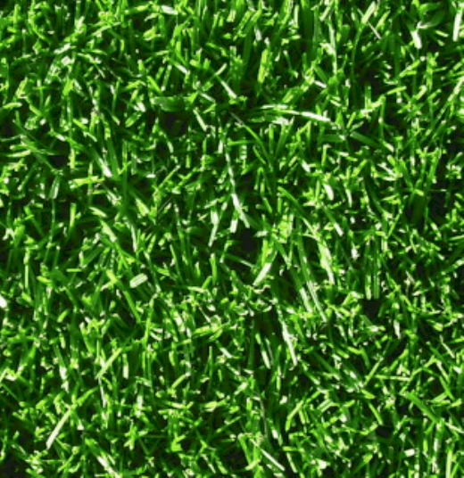 Tall Turf Fescue (Grass Seed 1kg)